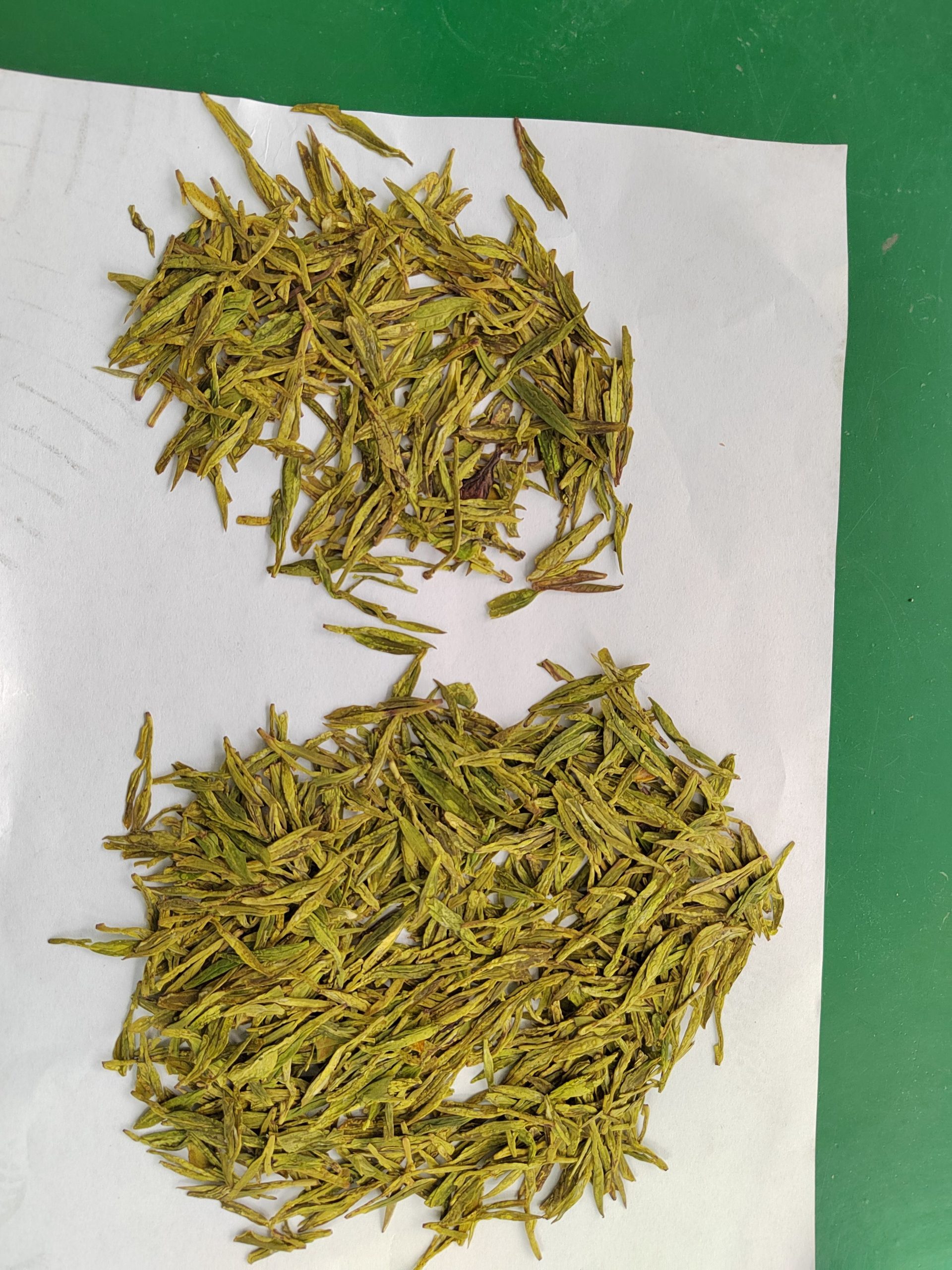 安吉白茶良品和次品对比图，适合智利效AI色选机识别茶叶差异