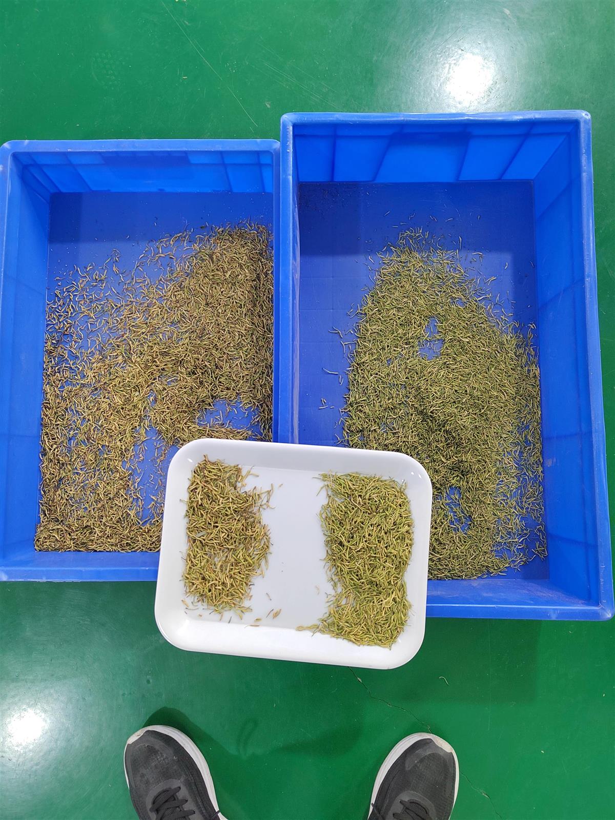 干金银花青色和黄色对比图,适合药材AI色选识别