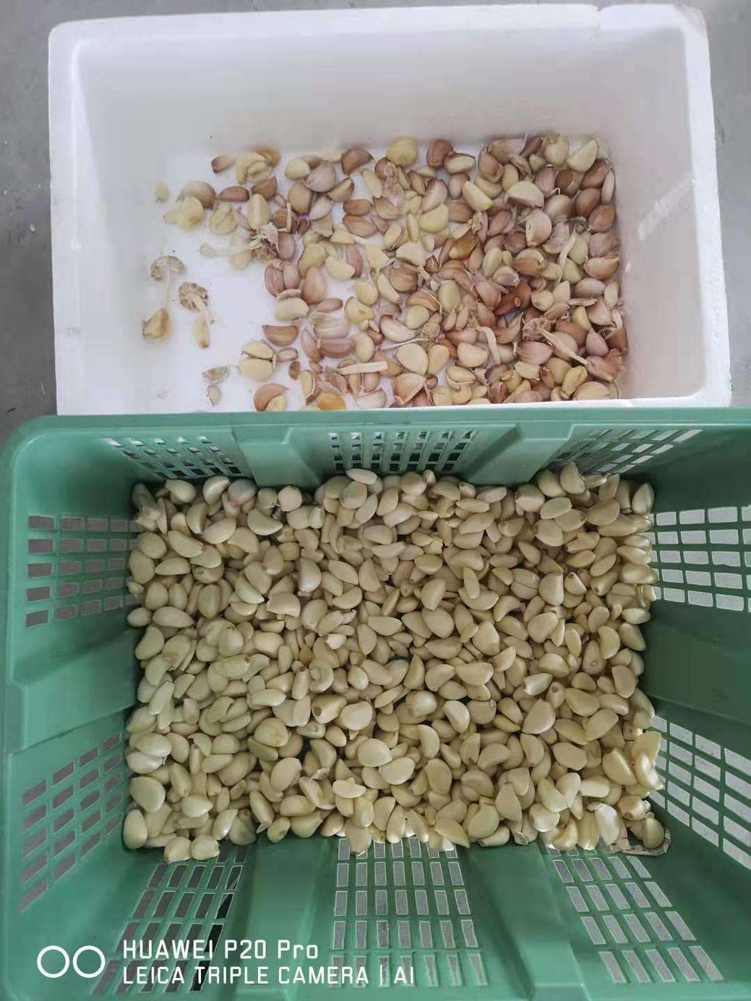 蒜米良品和次品对比图，适合智利效AI色选机识别发黄发黑和杂质