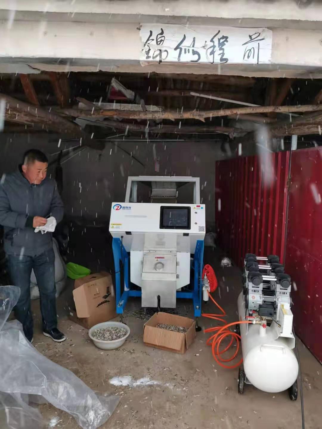 葵花籽色选现场,智利效色选机用于瓜子和种子分选