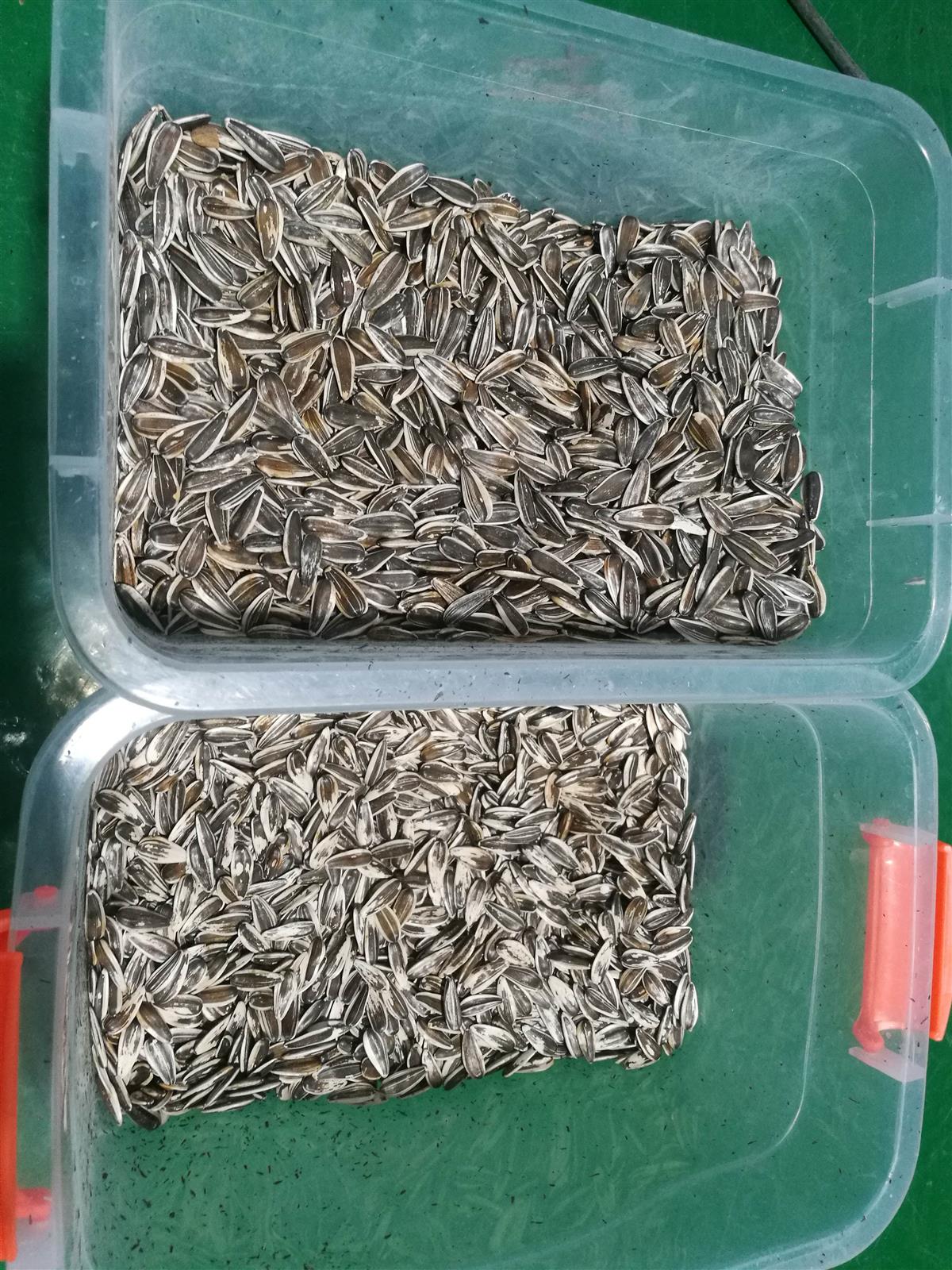 葵瓜子良品和次品对比图,适合智利效色选机识别白头瓜子和杂质