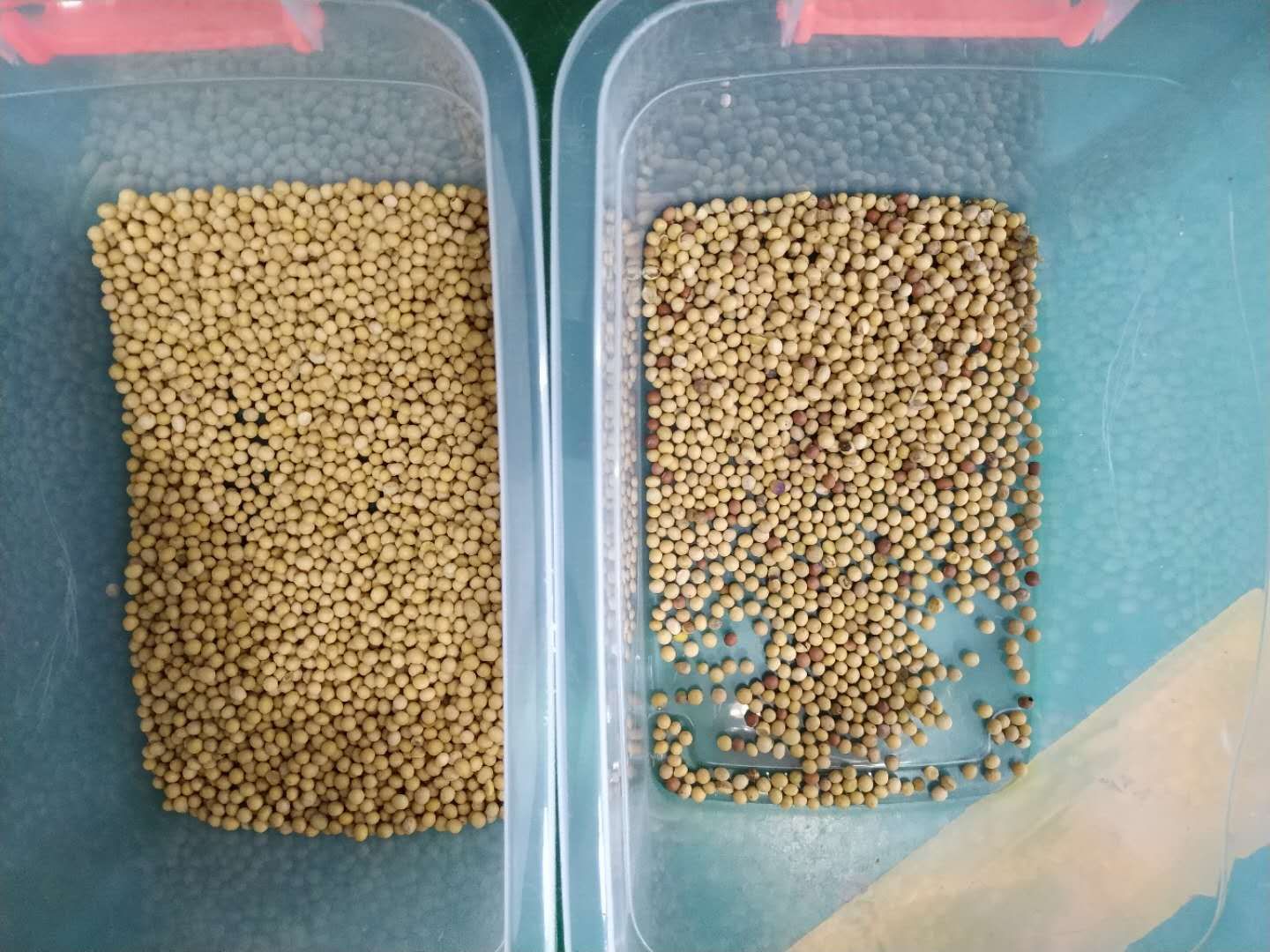 大豆良品和次品对比图