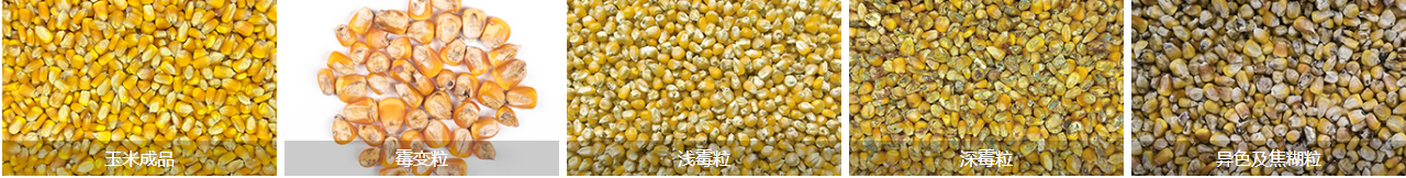 玉米色选物料展示