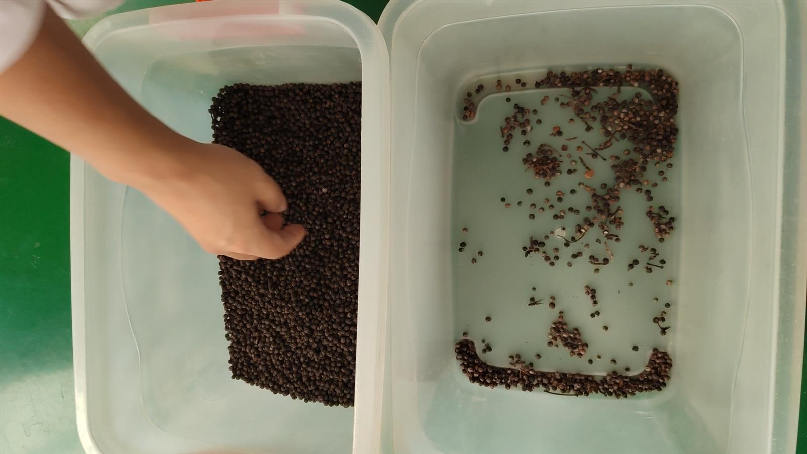 黑胡椒良品和次品对比图，适合智利效AI色选机识别霉粒浅色粒和杂质