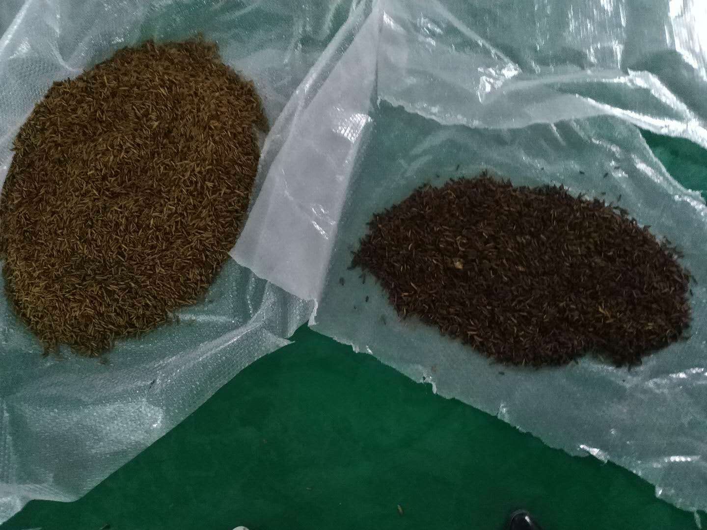 干黄粉虫良品和次品对比图