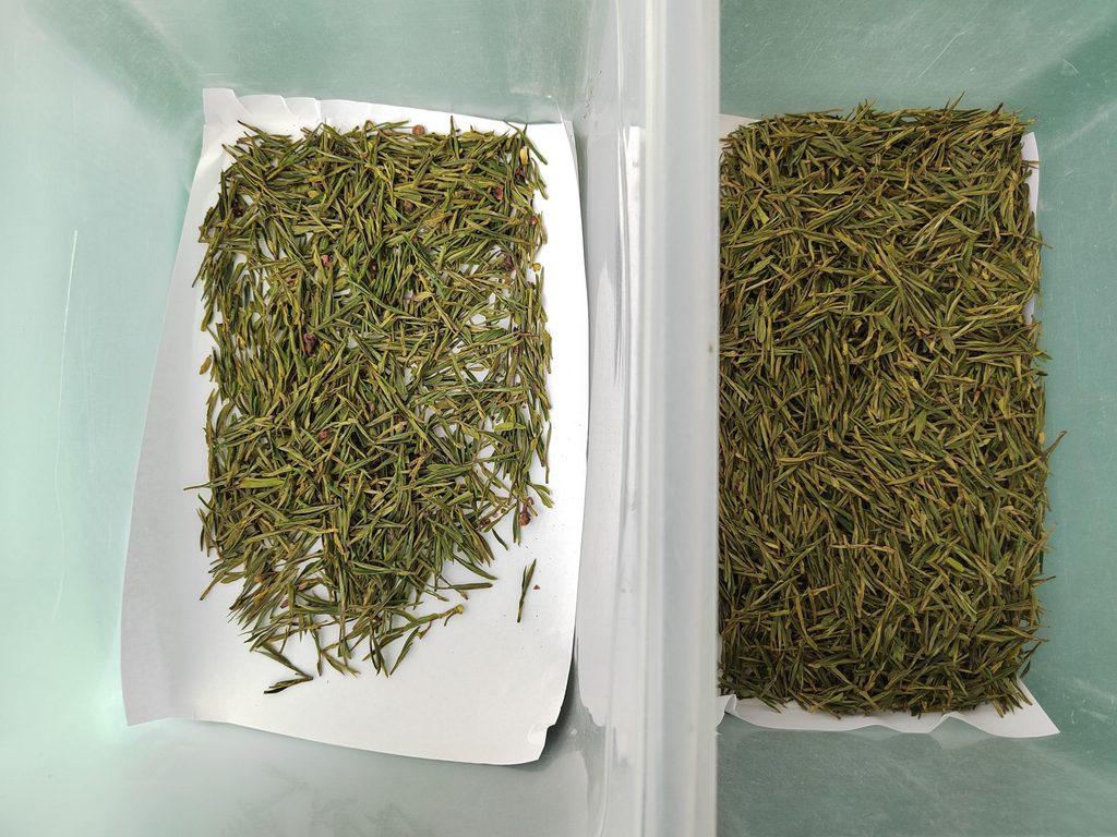 单芽针形绿茶良品与次品对比图