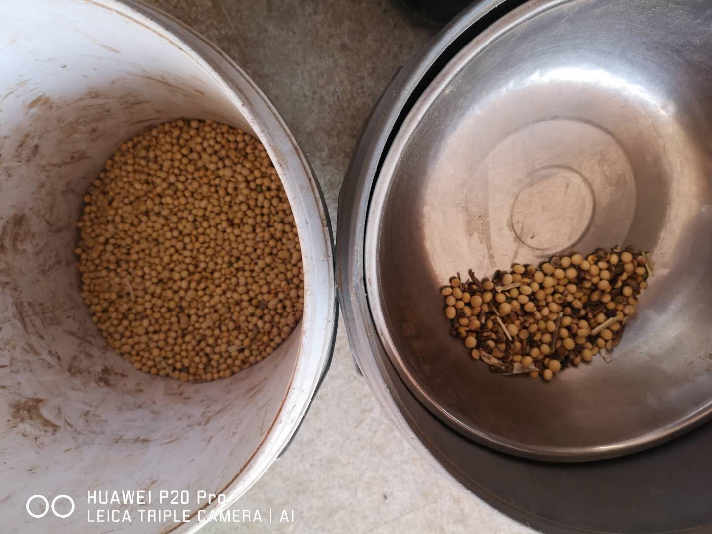 黄豆正常颗粒与颜色异常颗粒的样品对比